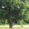 Do pecan trees stop producing pecans?
