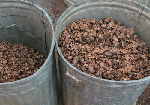 How much is a 5 gallon bucket of pecans worth?