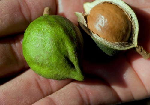 What are the most expensive nuts in the world?