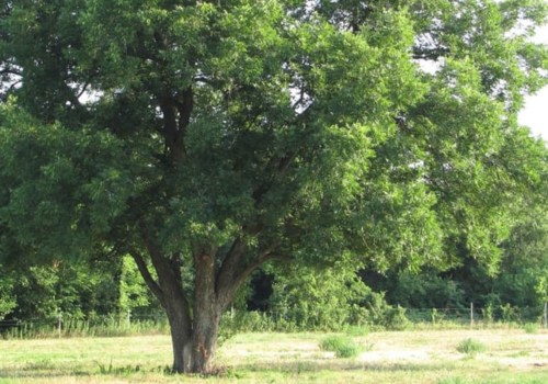 Do pecan trees stop producing pecans?